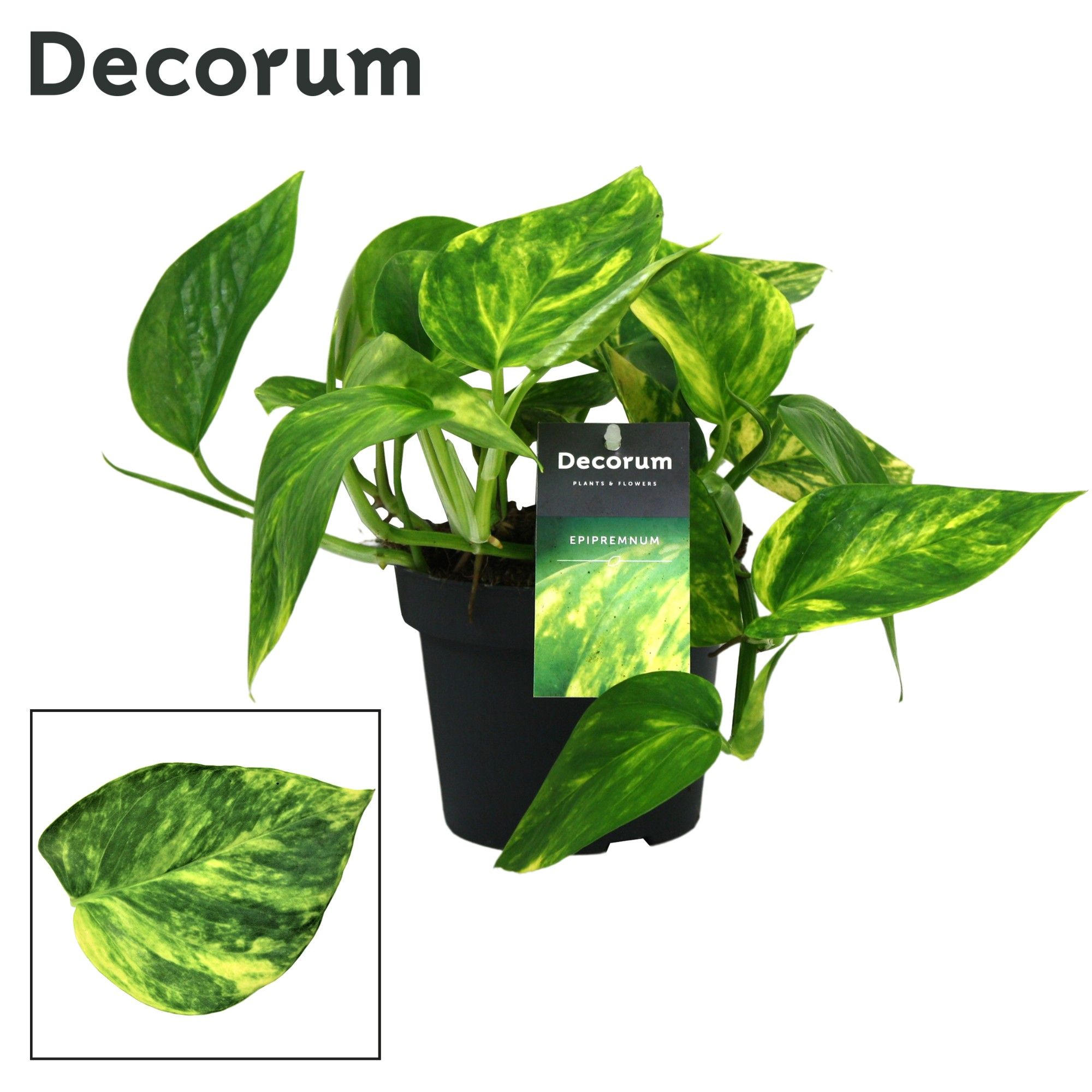 Scindapsus (Epipremnum) pinnatum HiColor DECORUM, D 12