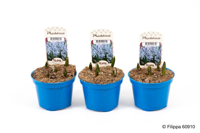 PUSCHKINIA SCILLOIDES, D 9