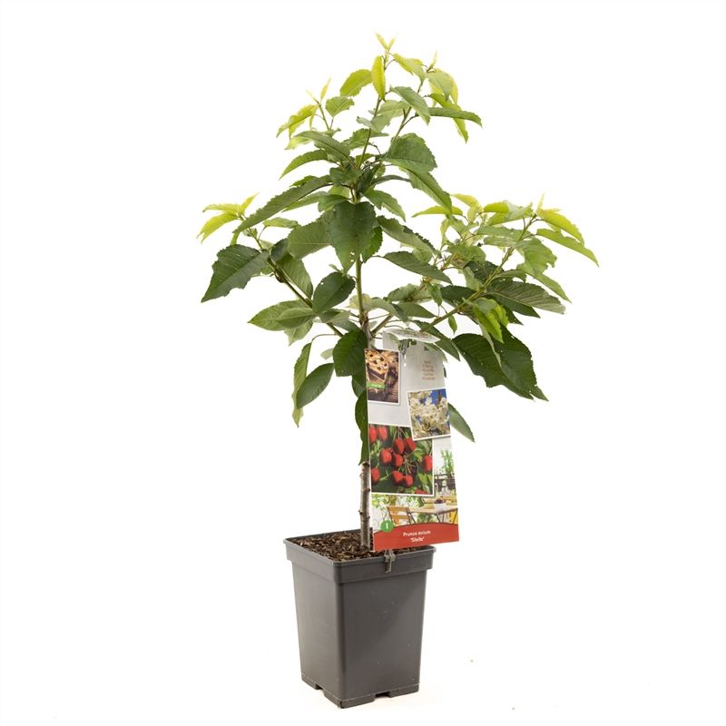 Prunus avium Stella Patio Rode zoete kers, D 18