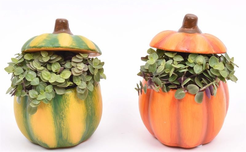 Cement pot pompoen mix 7cm, D 7