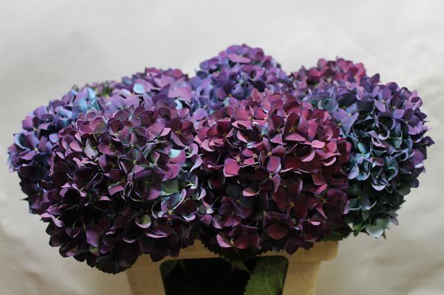 Гортензия Пимпернел Классик 60, шт.