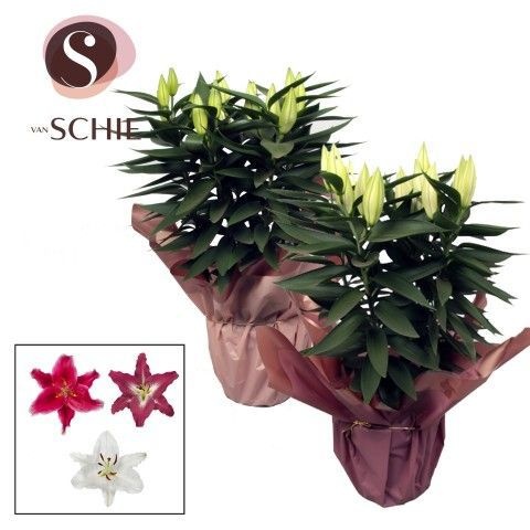 Oriental Mix p19 Rondella BLUSH, D 19