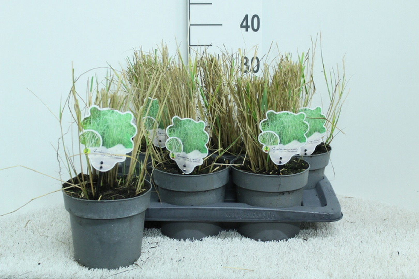 Calamagrostis x acutiflora 'Overdam' P17, D 17