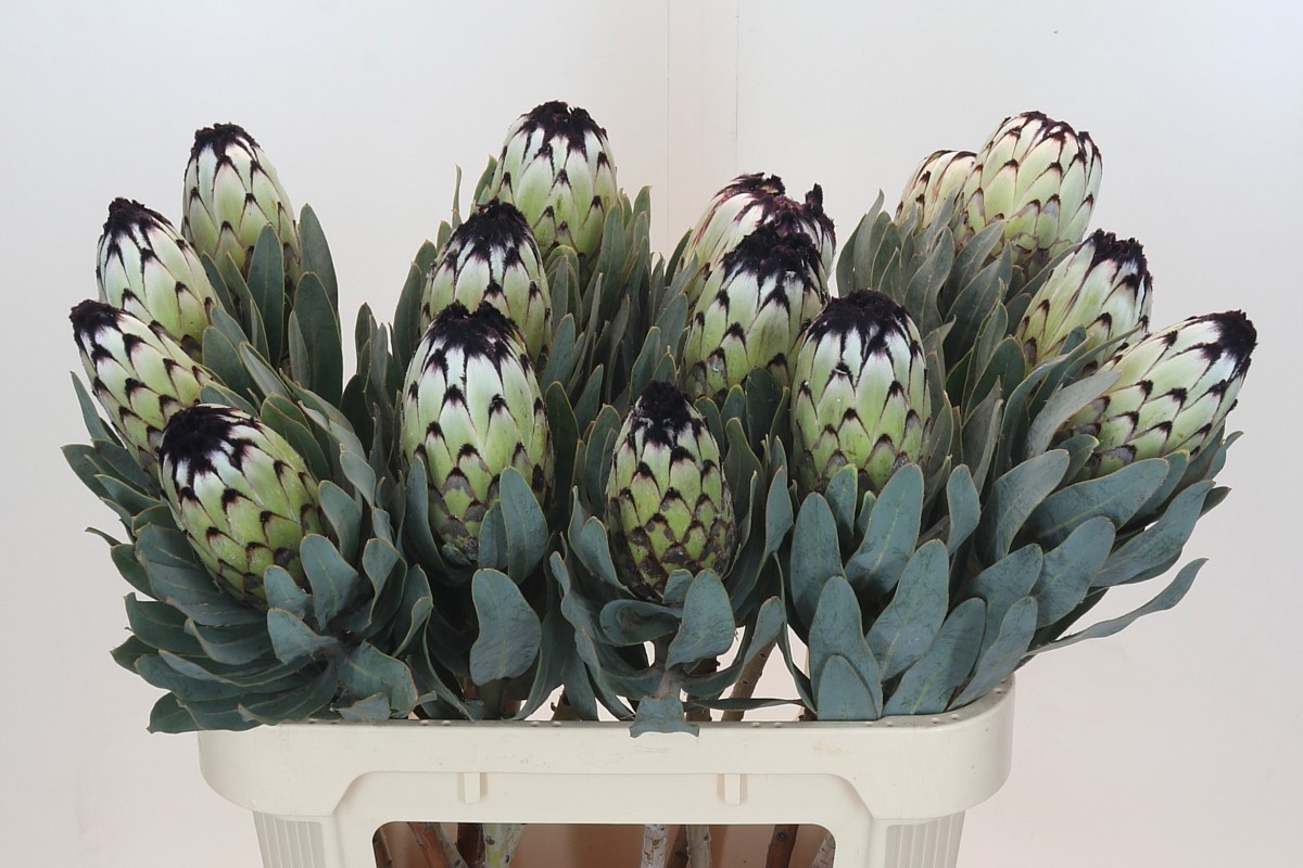 Протея Мэджикал Ниоба 80, шт.