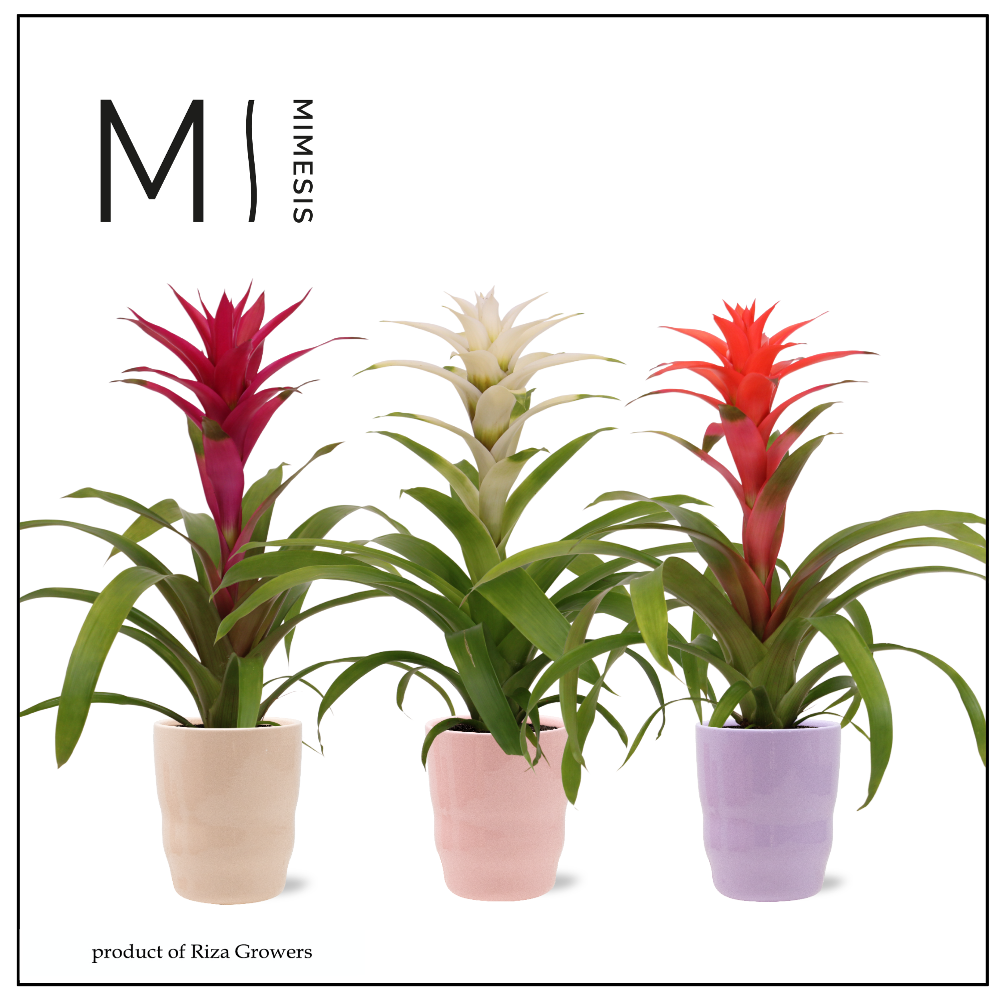 Guzmania Charming - 12cm in Athena | Mimesis, D 12