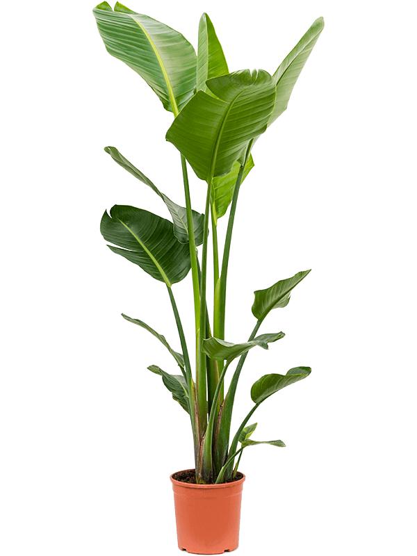 Strelitzia nicolai, D 23 cm