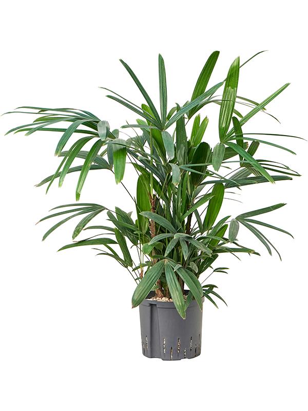 Rhapis excelsa, D 22 cm