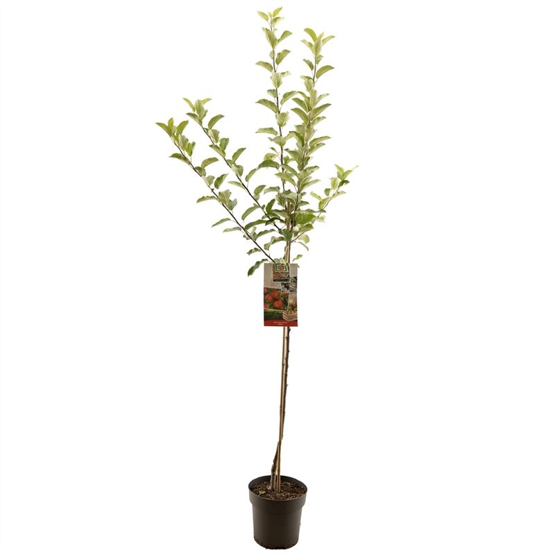 Malus dom. Elstar halfstam Najaarsappel, D 27