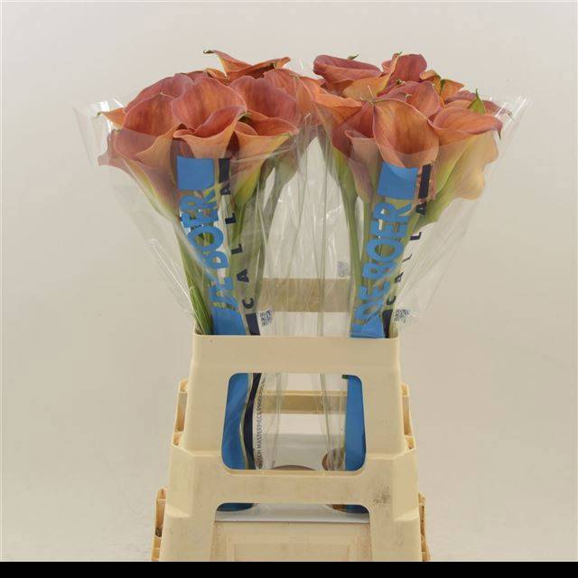 Калла Сансет Пэшн 65, шт.