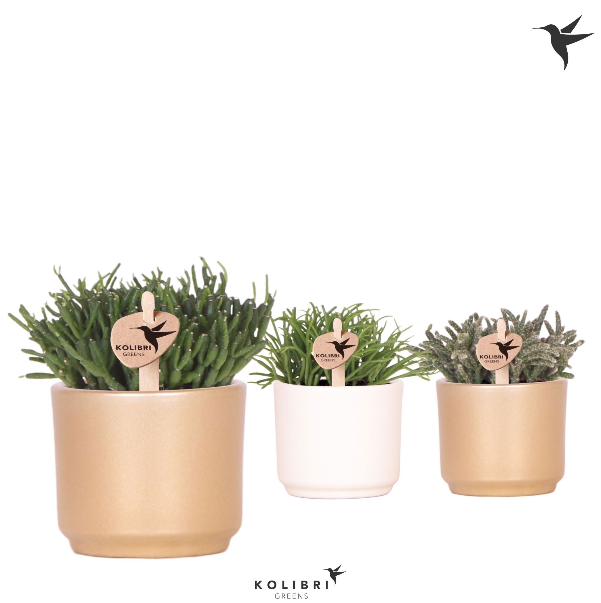 Kolibri Greens Rhipsalis mix in Simplicity pot mix, D 6