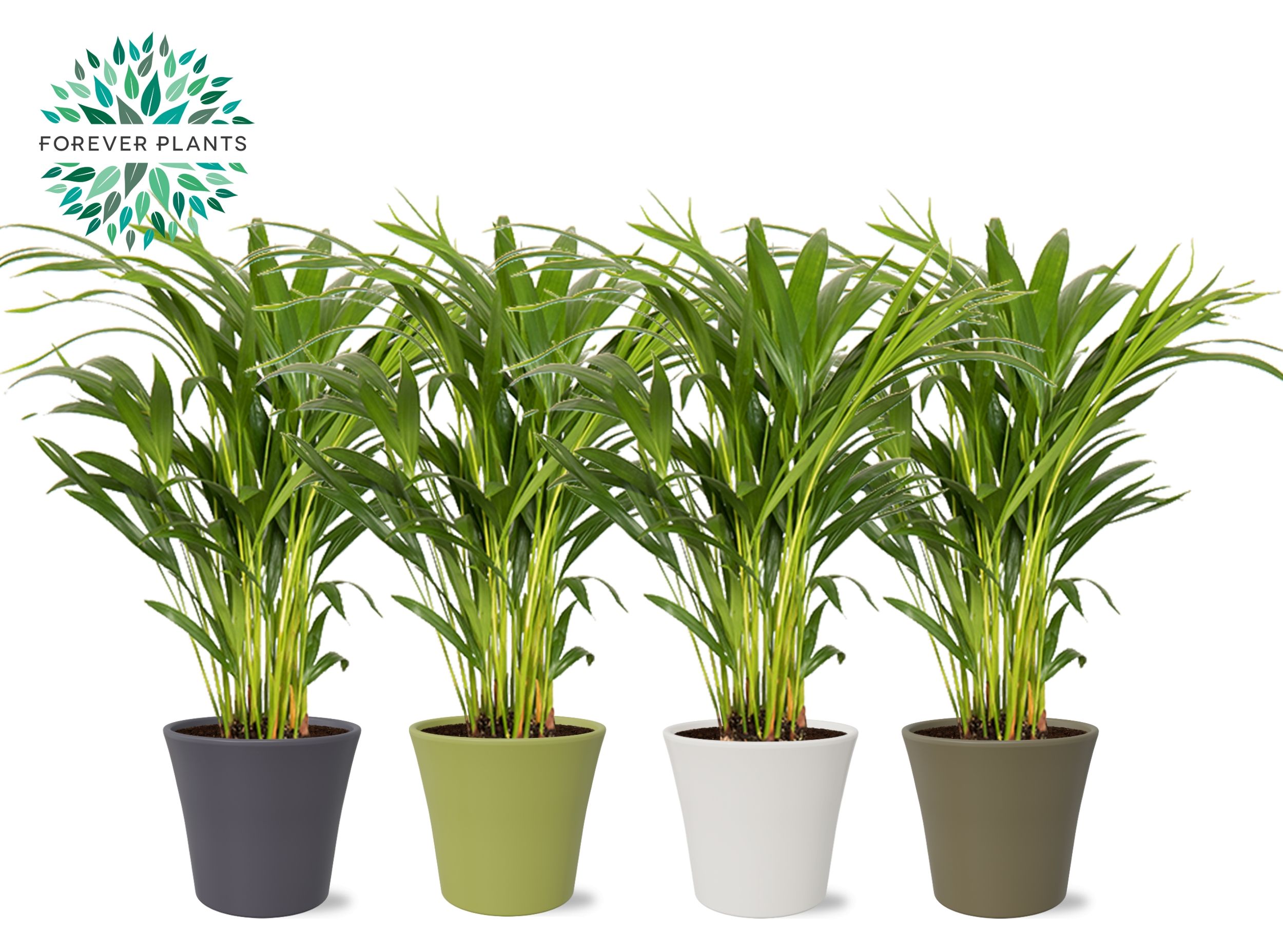 Areca Dypsis lutescens p14 in COCO Keramiek, D 14