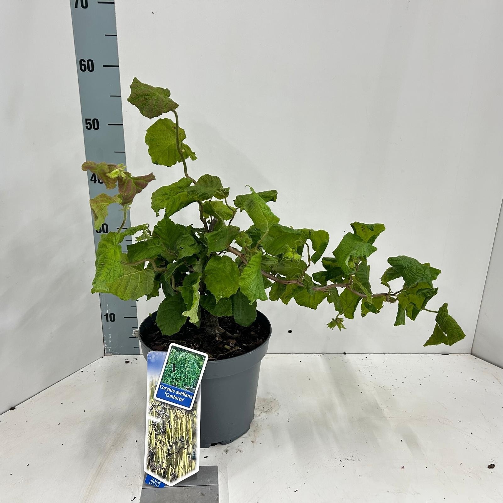 Corylus avellana 'Contorta', D 23 cm