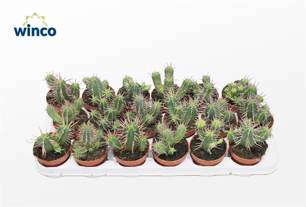 Euphorbia Ferox, D 8,5