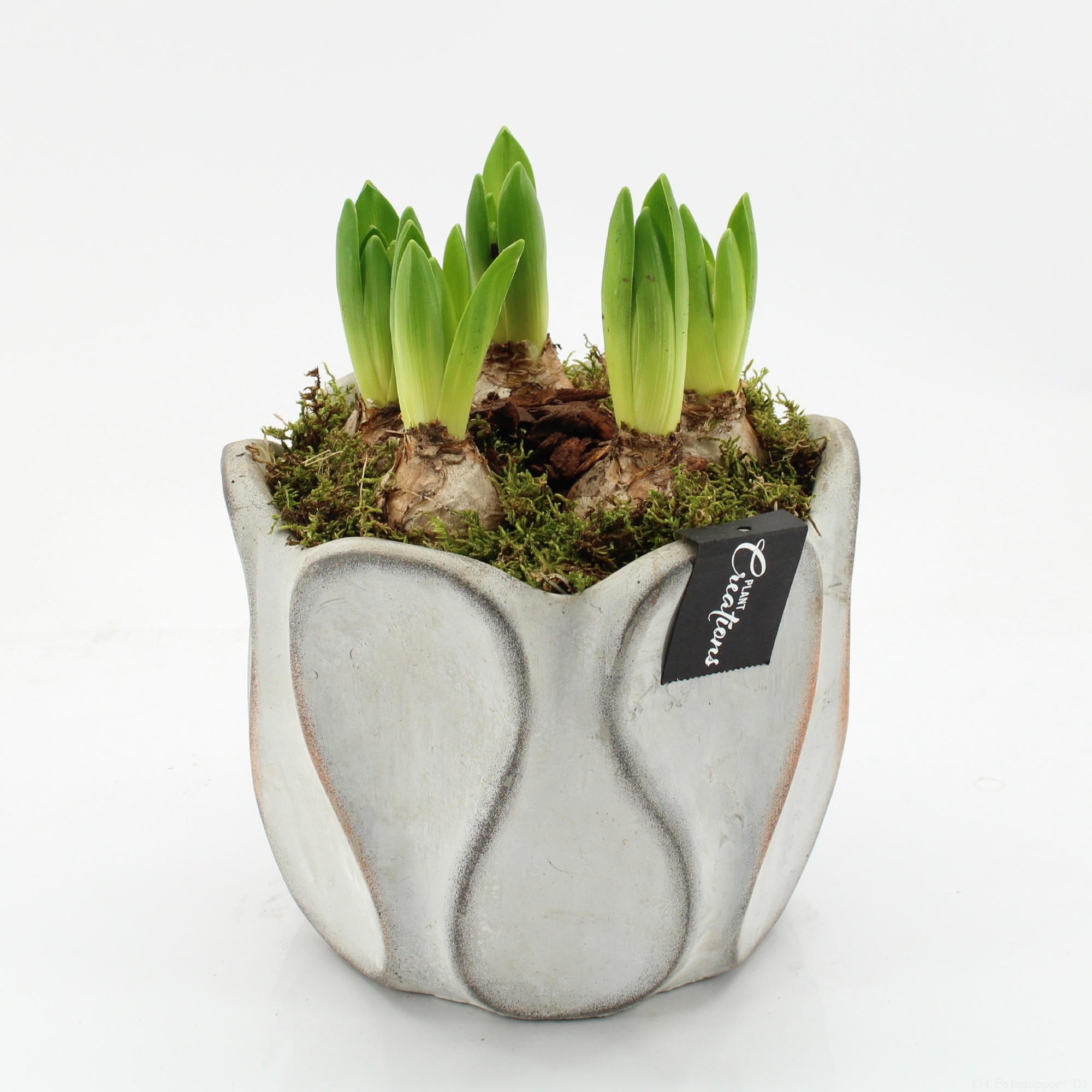 BLCR-2644 Bulbs creations, D 20