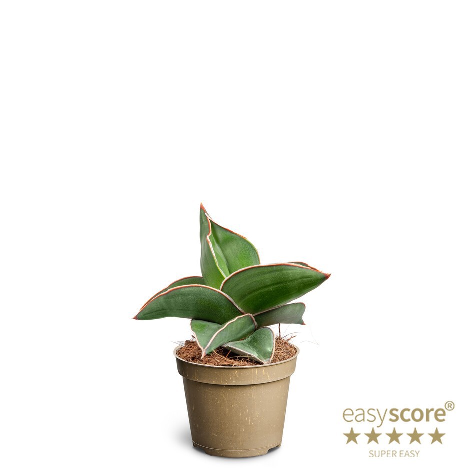 SANSEVIERIA EHRENBERGII 'SAMURAI DWARF', D 6 cm SANSEVIERIA EHRENBERGII 'SAMURAI DWARF', D 6 cm