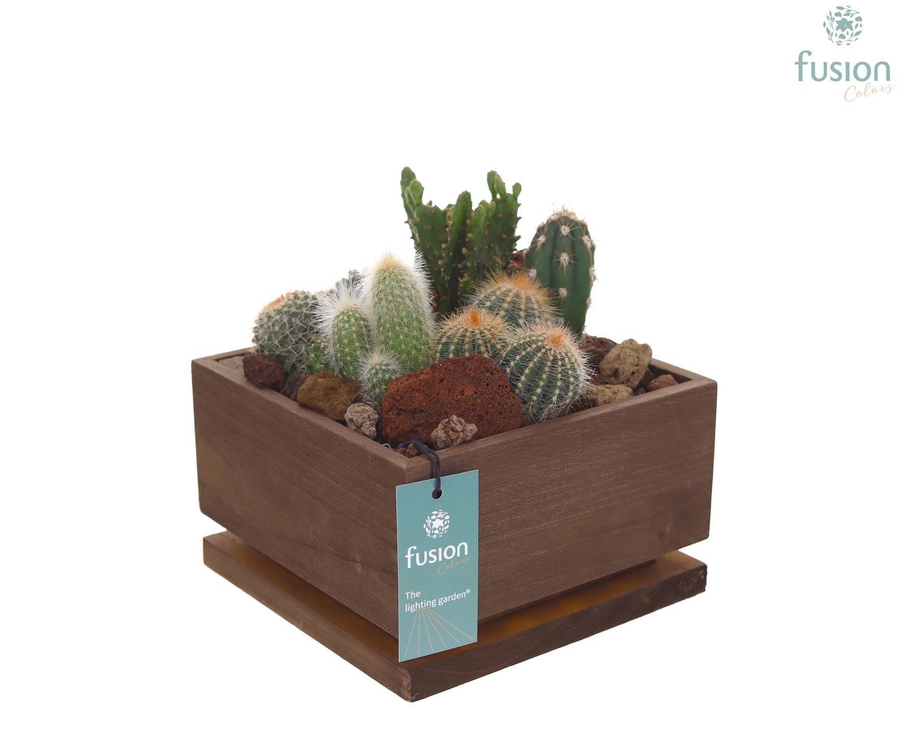 The Lighting Garden LED vierkant donker bruin Large met Cactussen, D 19