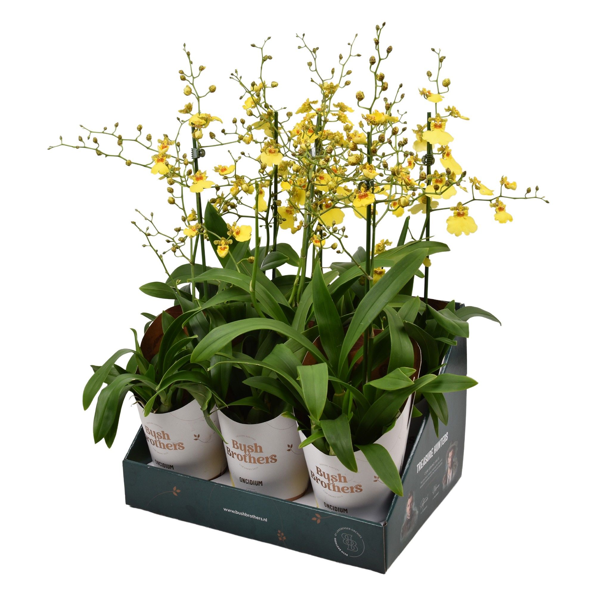 Oncidium Münsterland Stern 1 tak 12 cm in Bush Brothers showdoos met potcover, D 12