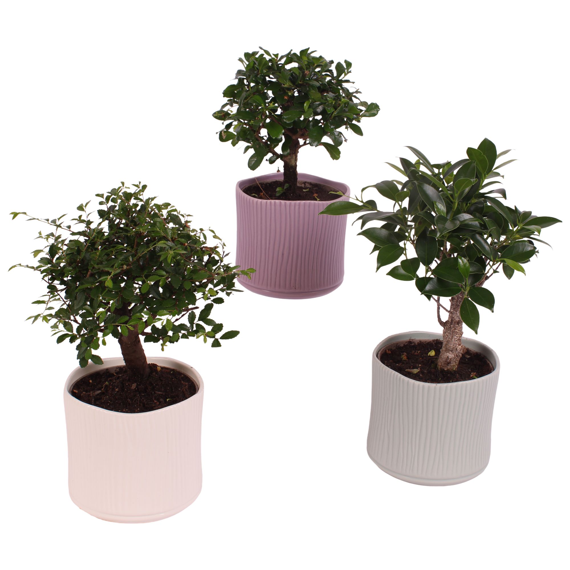 Bonsai Indoor Mix Ø12cm Ball Shape in Ø13cm Ceramic SE570, D 13