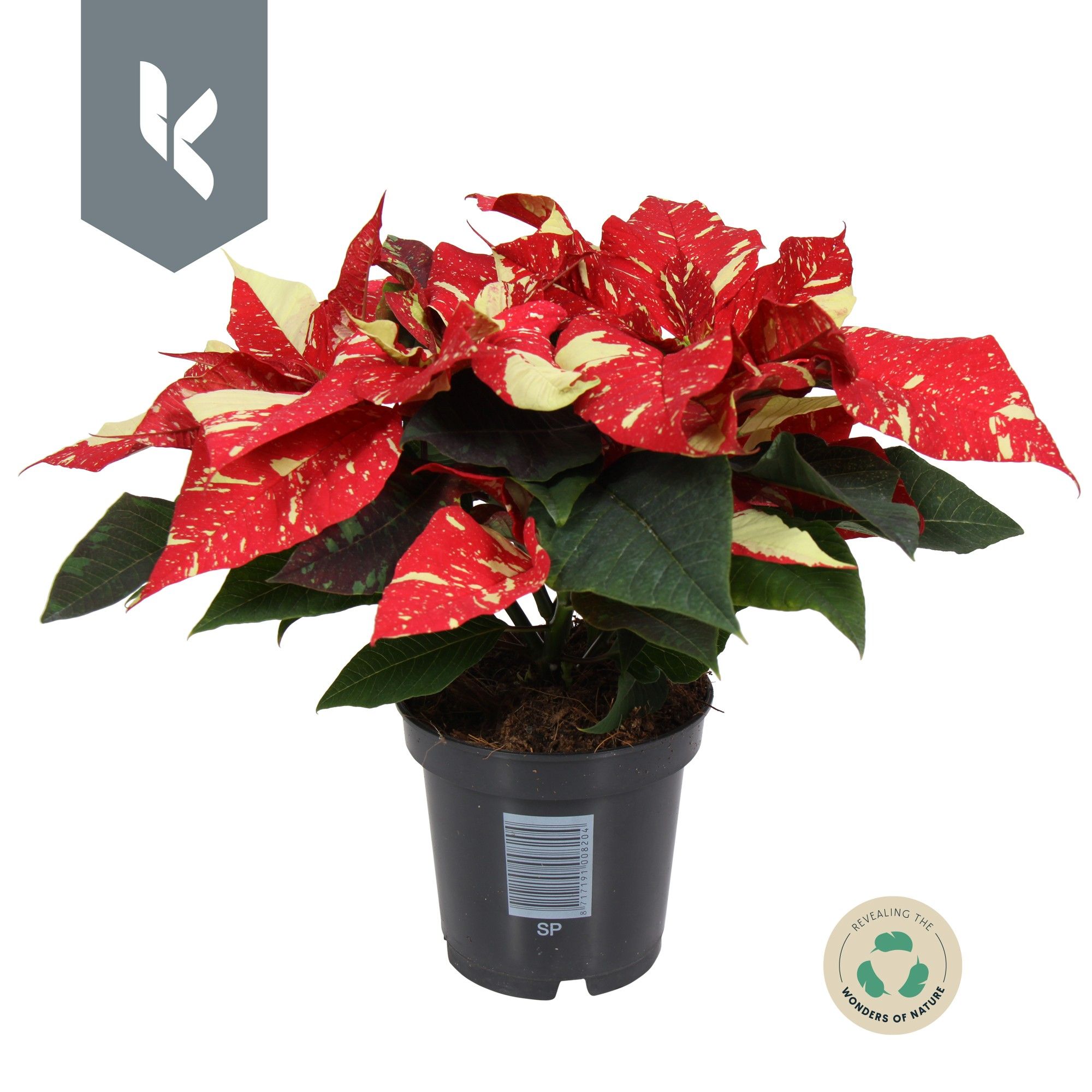 Poinsettia Superba Glitter, D 10,5 cm