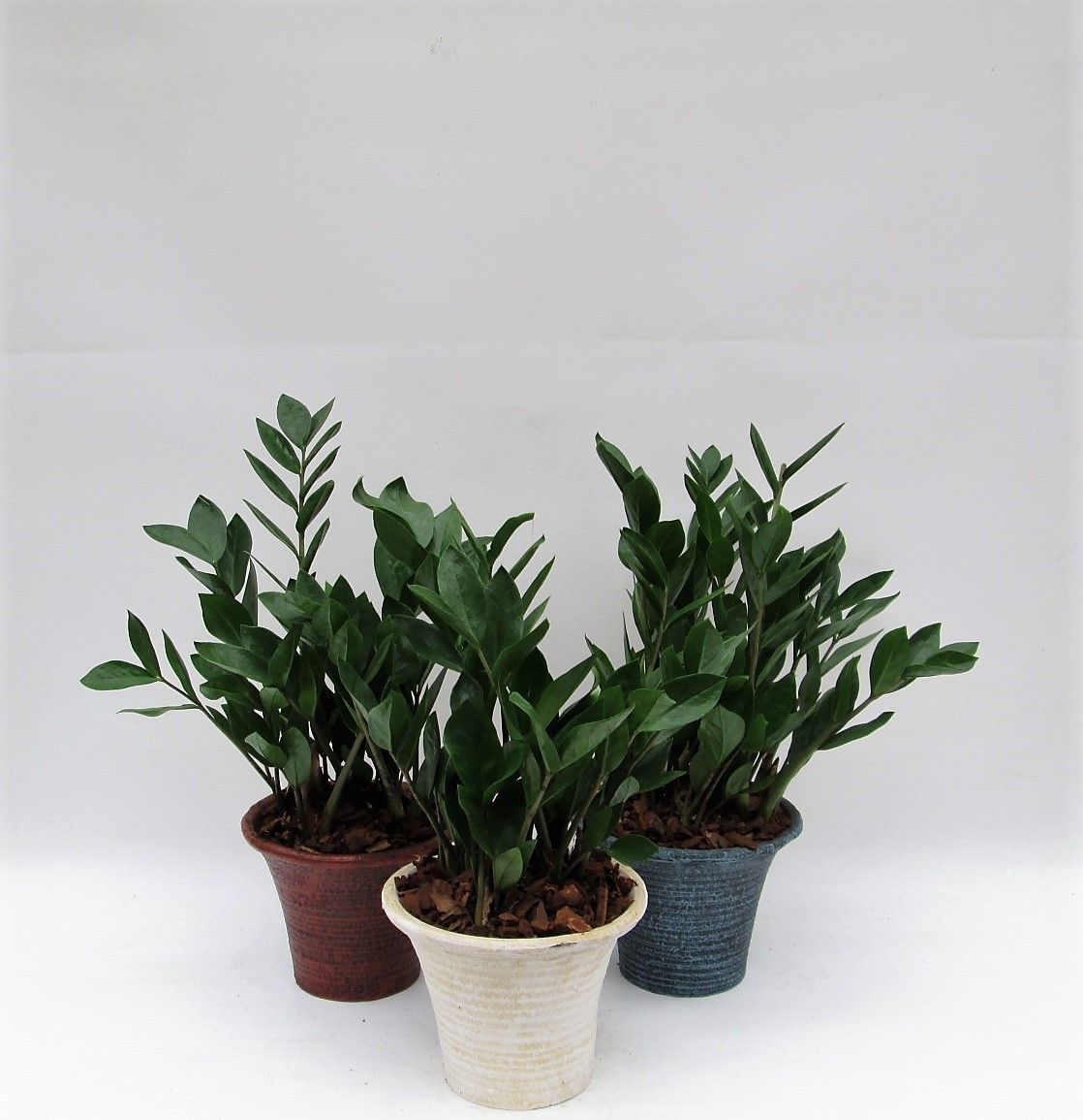 Zamioculcas in hosta small mix met schors, D 20