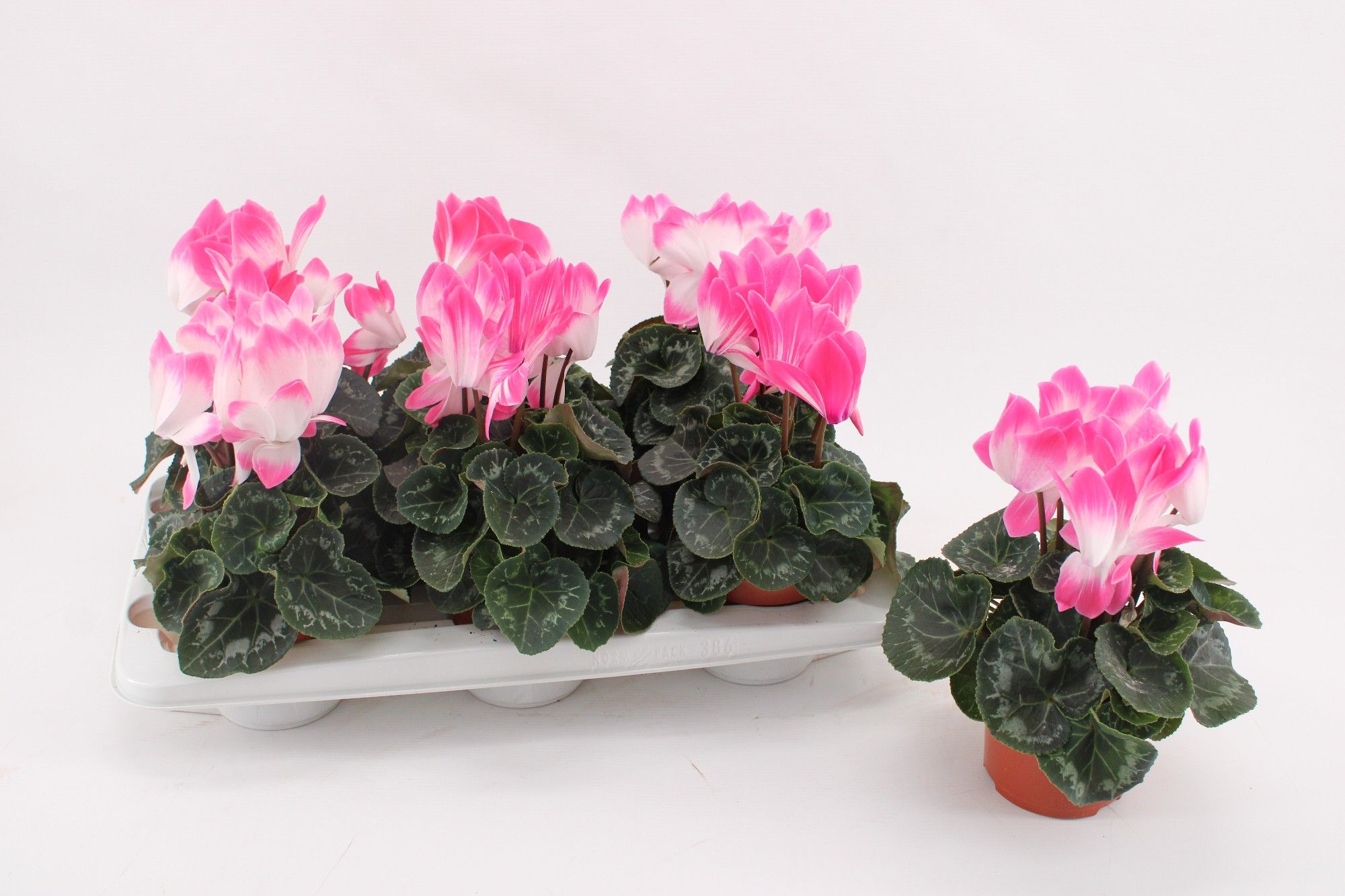 Cyclamen 'Fusion' Pink, D 13