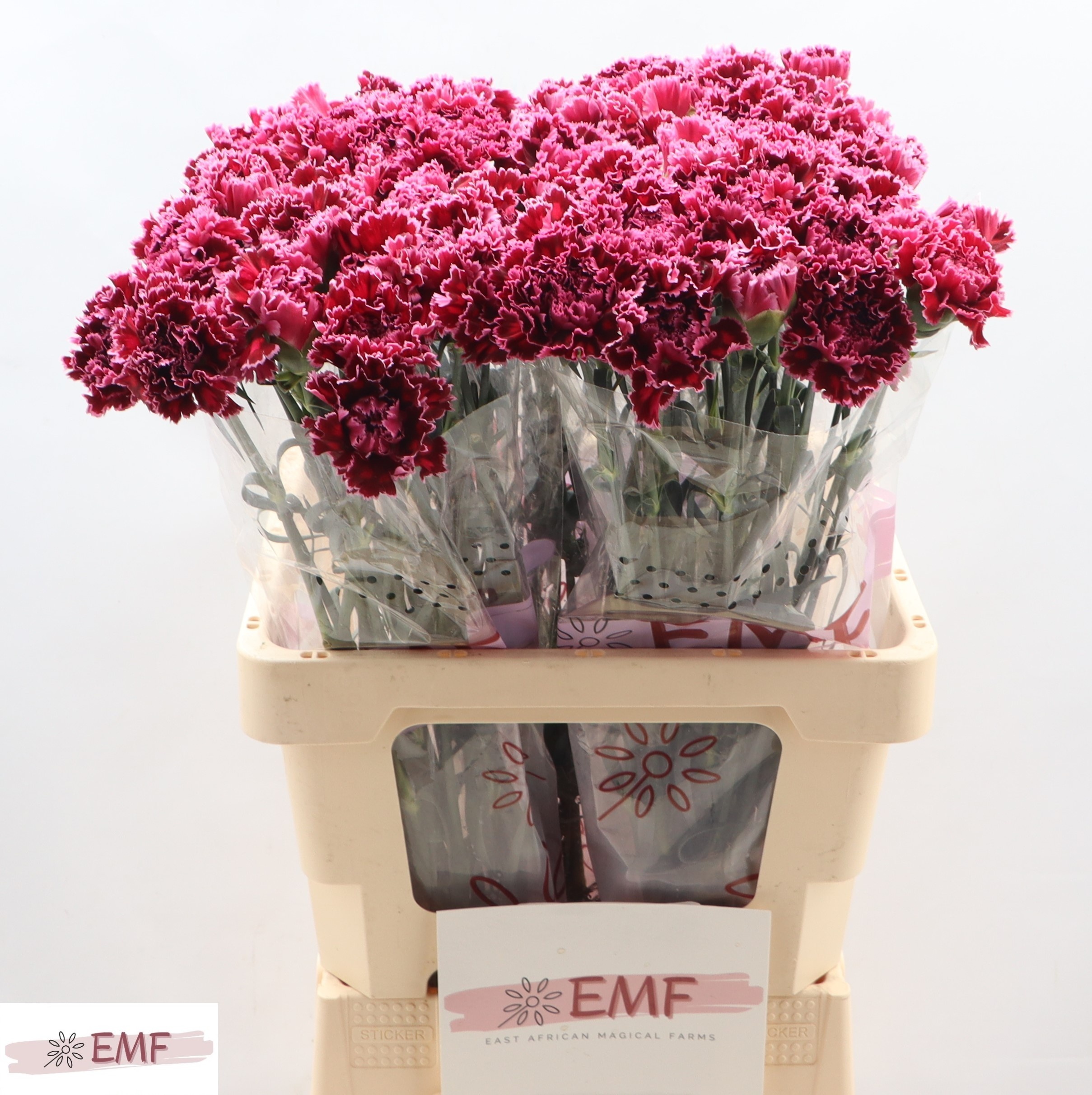 Диантус од. Ноббио Бургунди, шт.