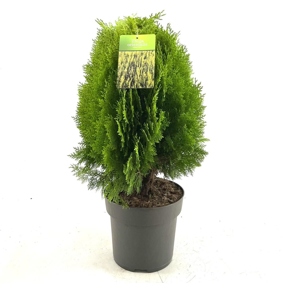 Thuja occ. 'Aurea Nana', D 26 cm Thuja occ. 'Aurea Nana', D 26 cm