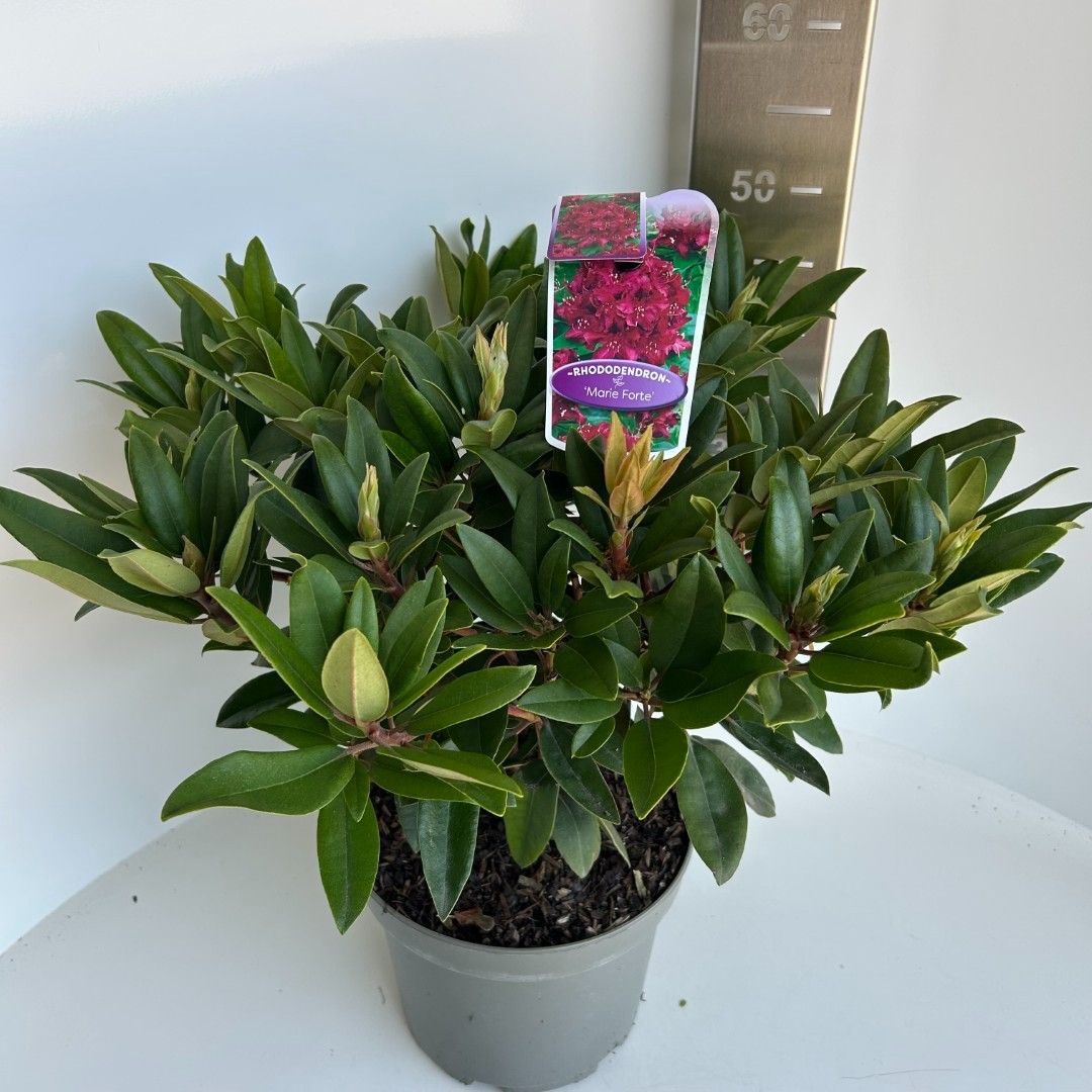 Rhododendron Marie Forte, D 23