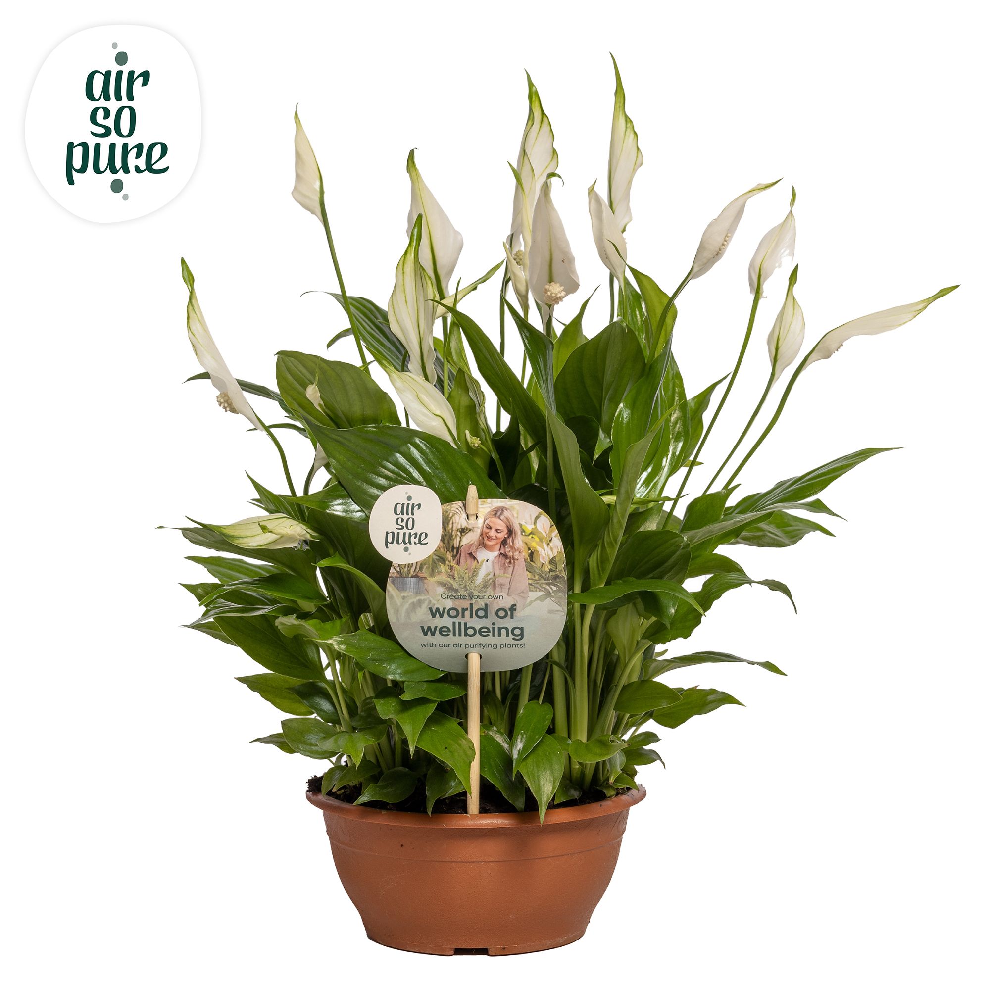 Spathiphyllum Chopin - 17 cm schaal Air so Pure, D 17