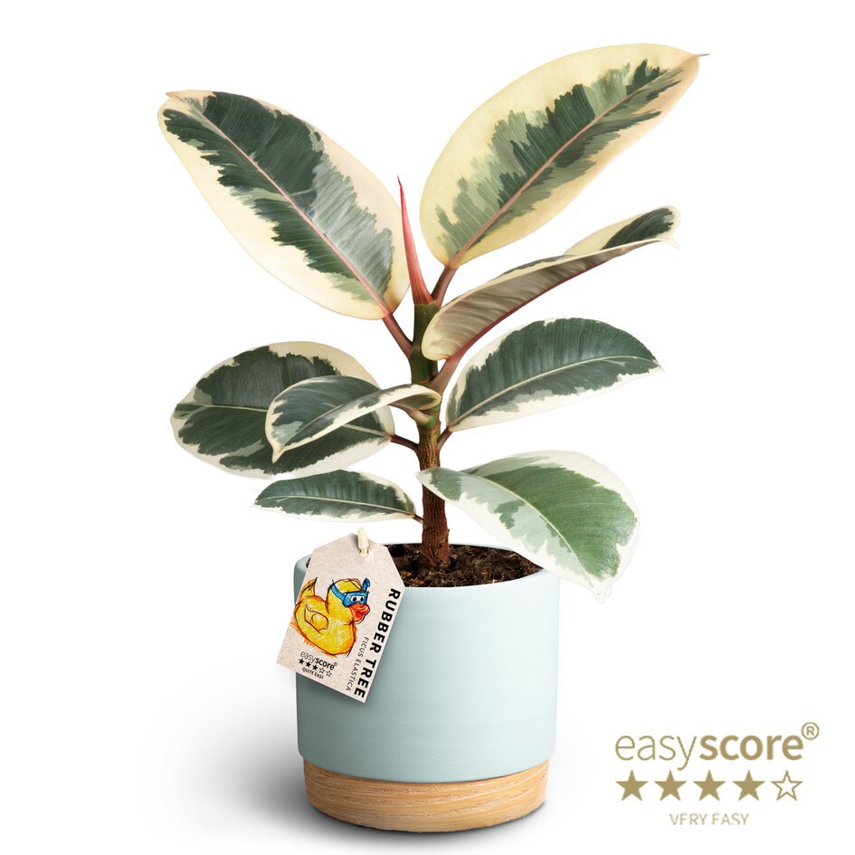 Woodbase Sky Blue, Ficus elastica ´Tineke´, D 12 cm