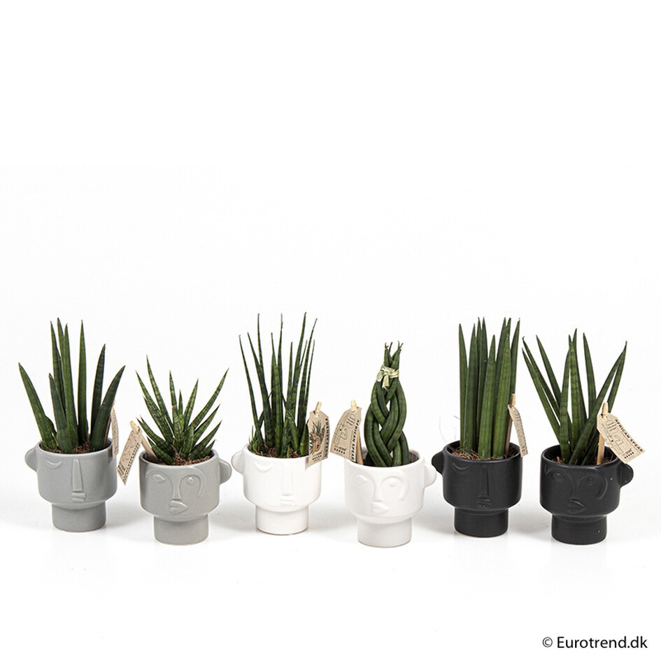 SANSEVIERIA MIX E 2151, D 6 cm