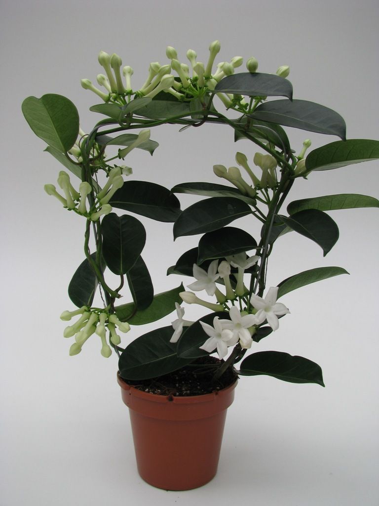 Stephanotis Fleur Parfum 7-8 geurend, D 12 cm