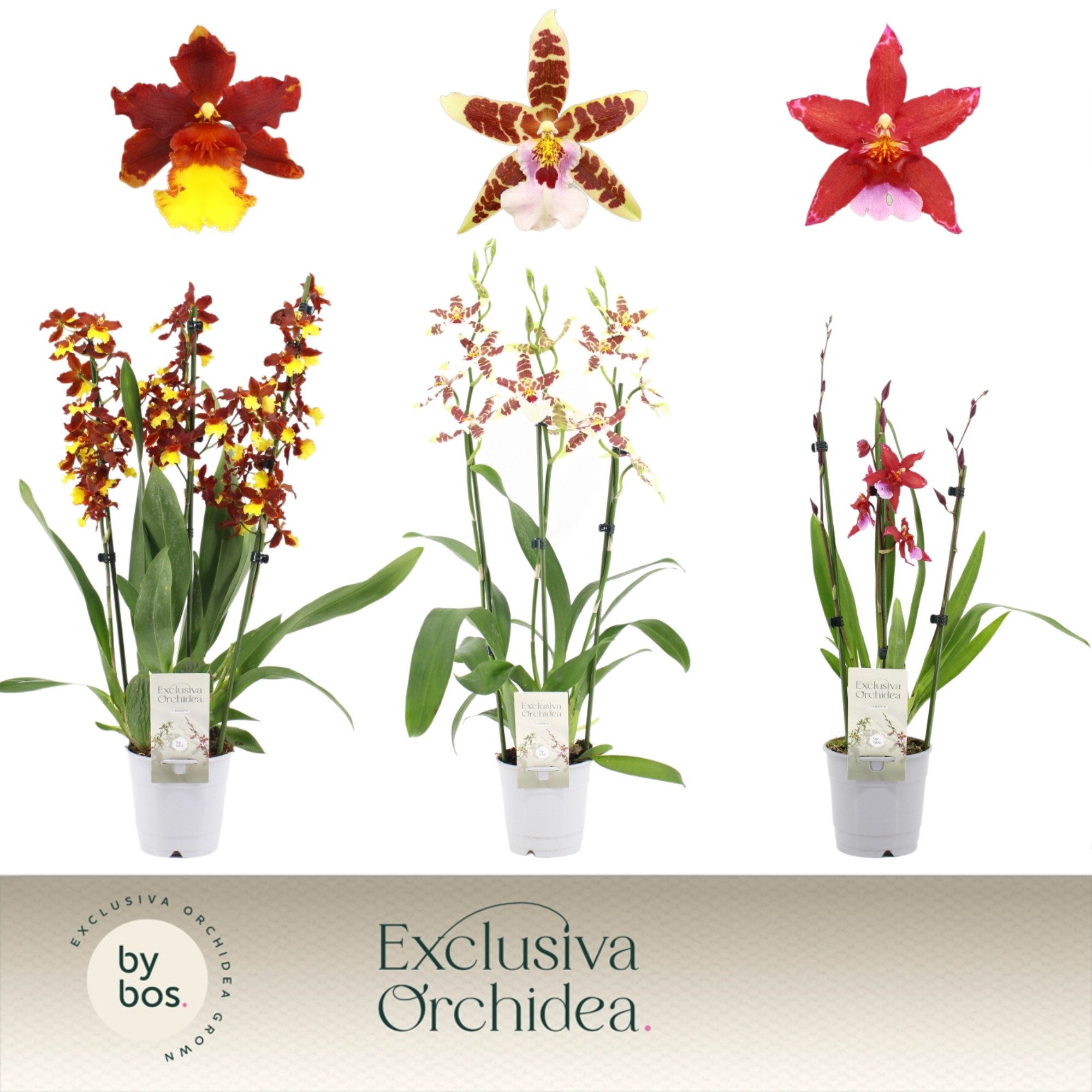 Cambria, Mix 4-spike 'Exclusiva Orchidea', D 12