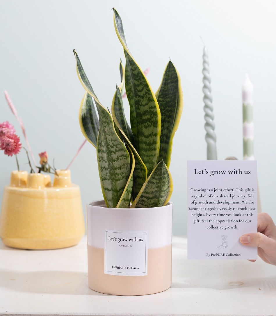 Sansevieria Gift "Let's grow with us" WITH GREETING CARD!!!, D 12