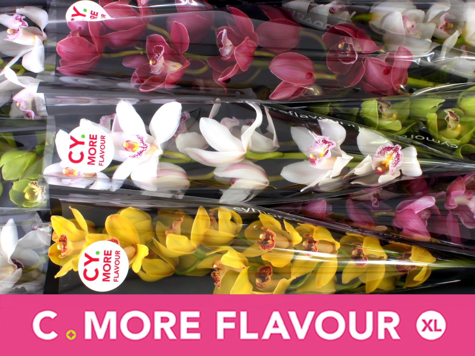 Цимбидиум Микс x9 60, шт.