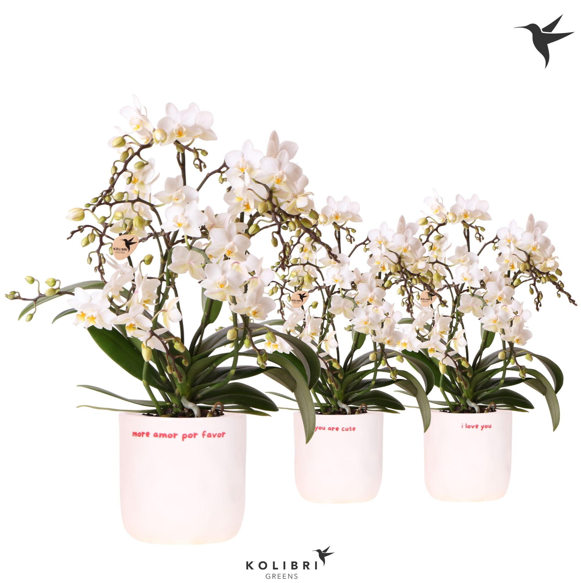 Kolibri Orchids Phalaenopsis Botanic 4 spike in Love pot mix, D 9