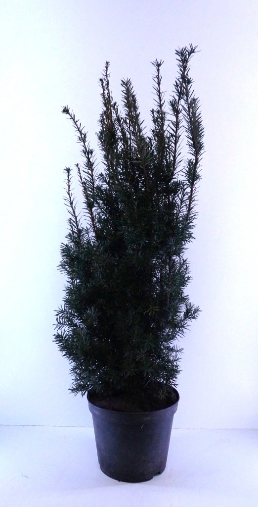 Taxus media Hicksii, D 26