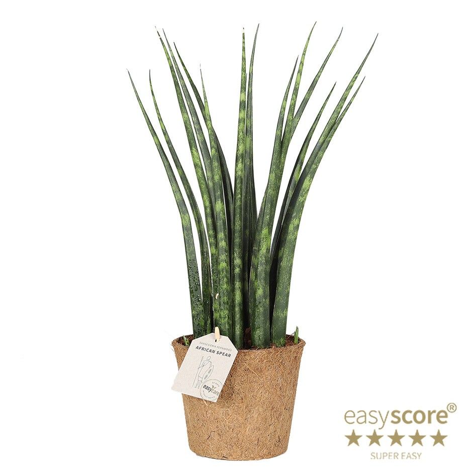 Sansevieria ´Fernwood´ - COCOZ, D 14