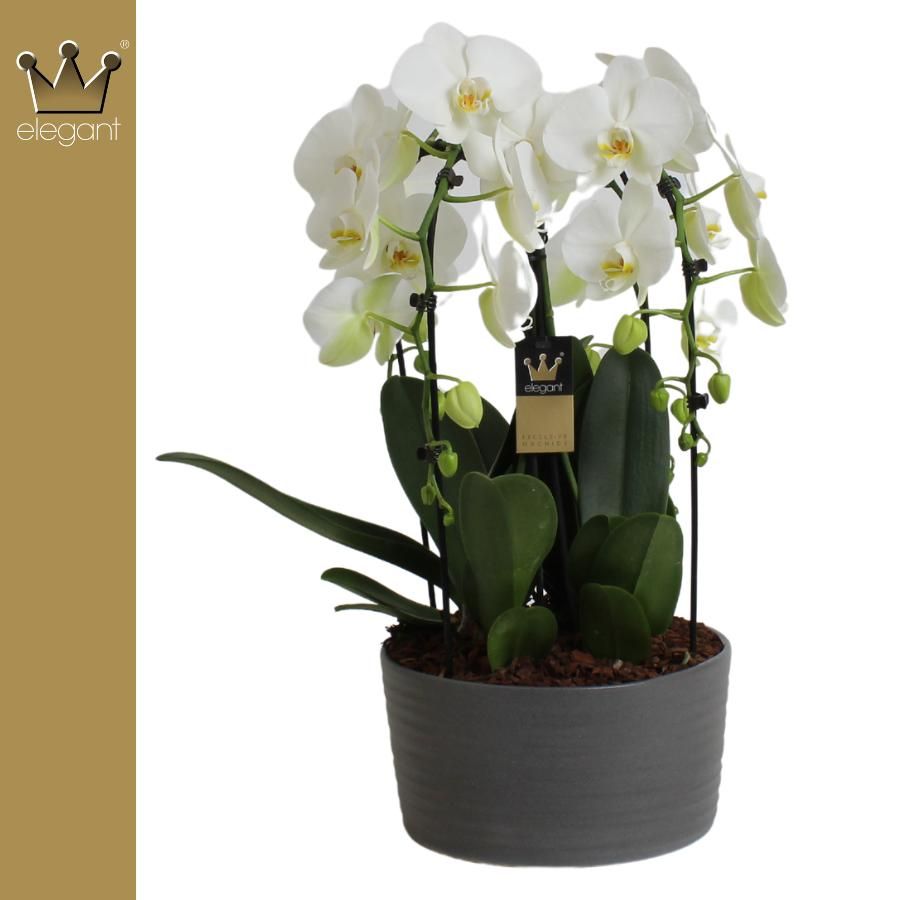 Phalaenopsis 4 tak, De Kroon Mix, D 25