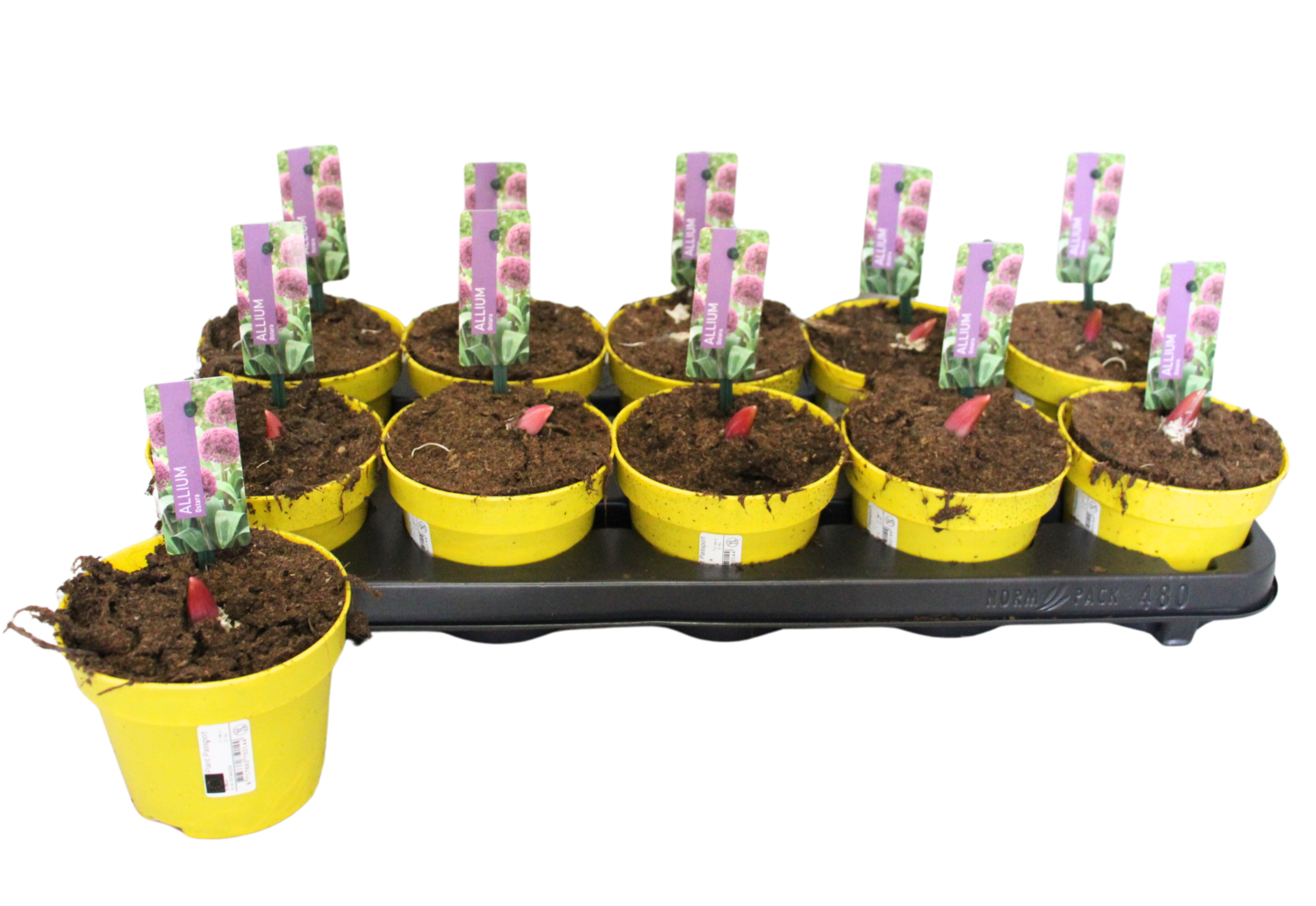 Allium Ostara 12cm, D 12