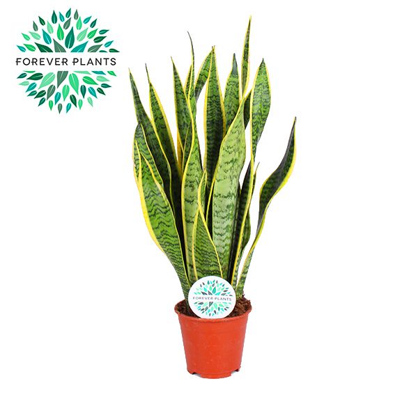 Sansevieria Laurentii p14 (niet MPS gecertificeerd), D 14