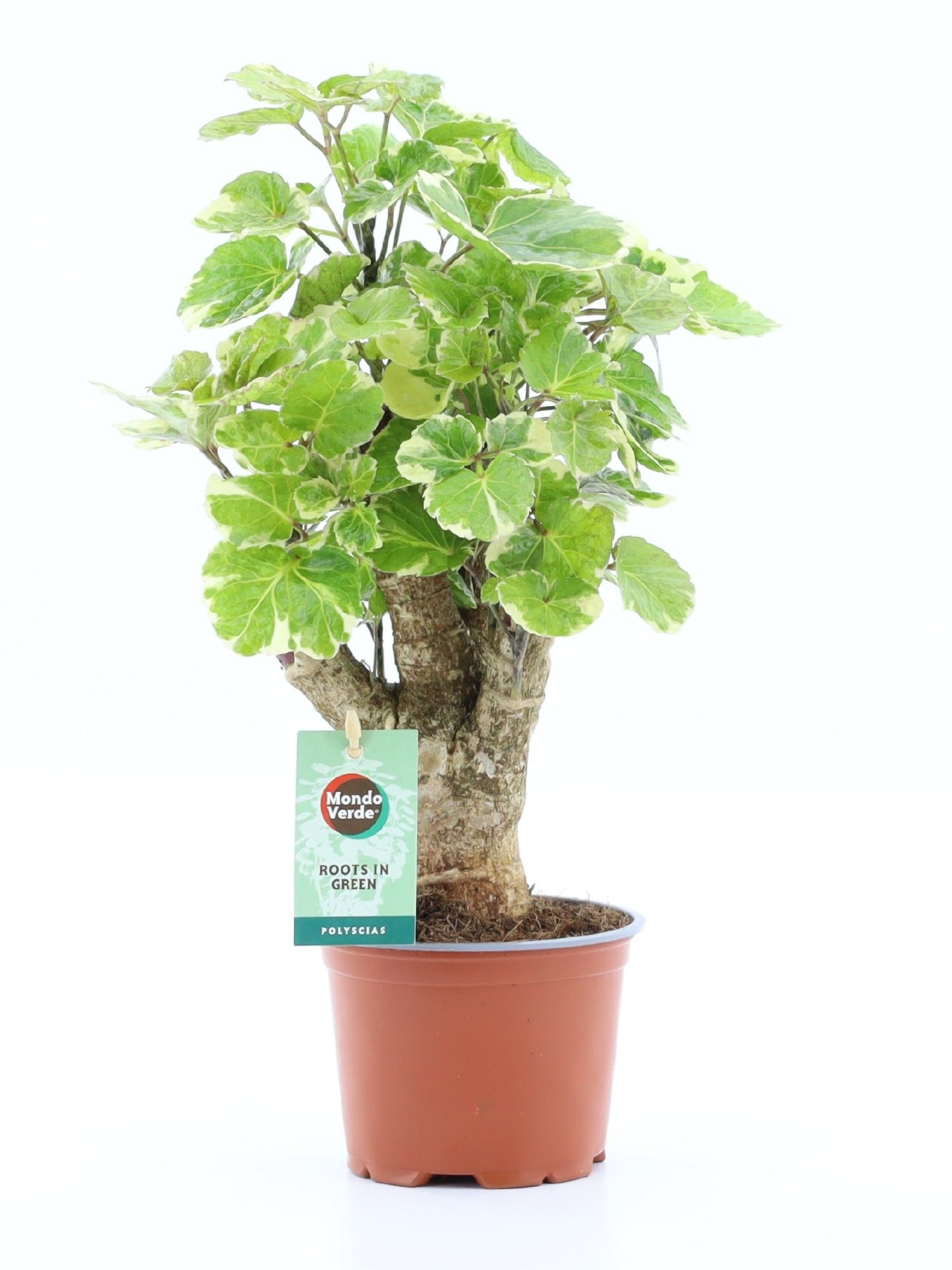 Polyscias Balfouriana, D 12