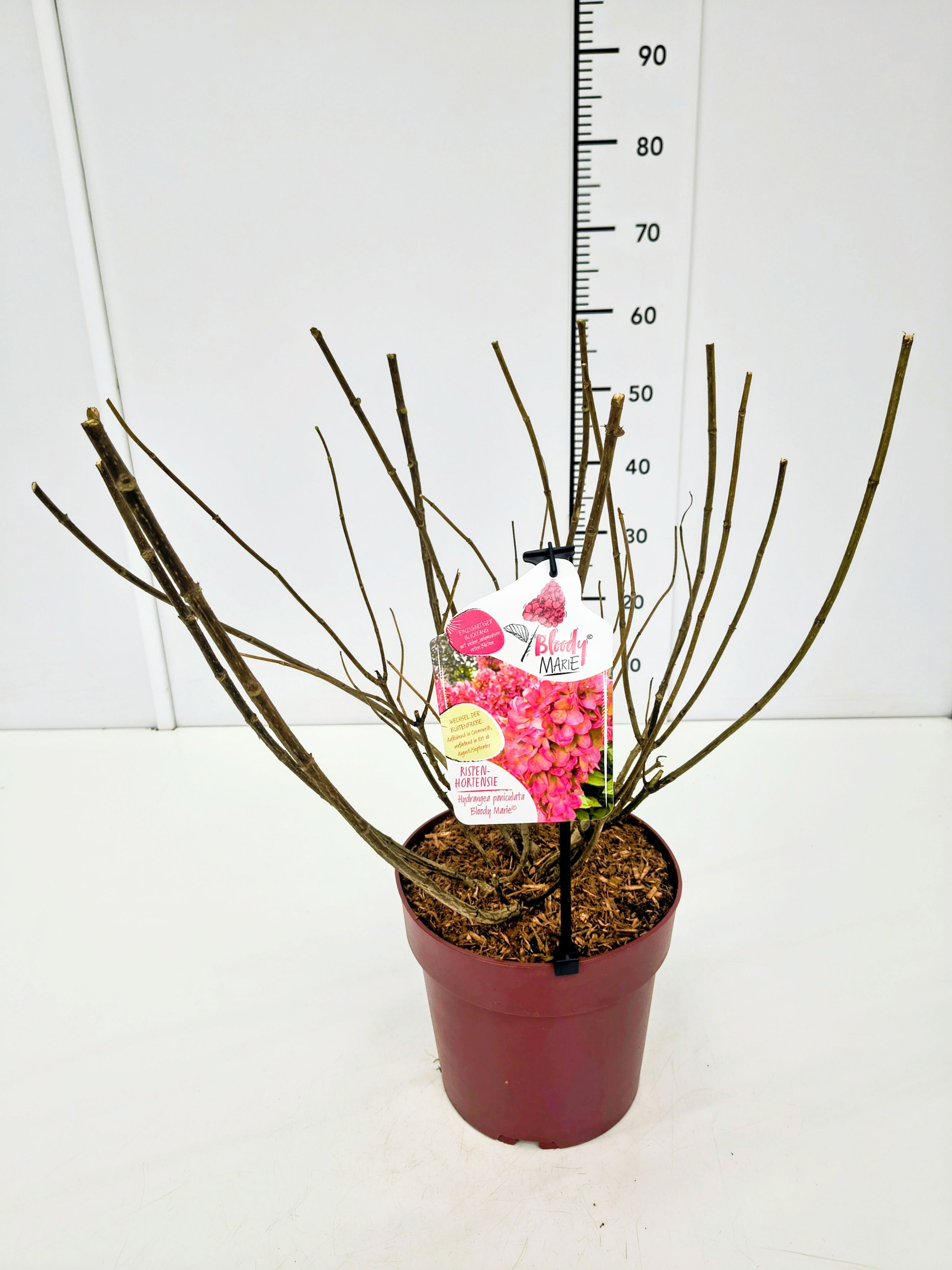 Hydrangea pan. 'Bloody Marie' 40-60C6, D 24 cm