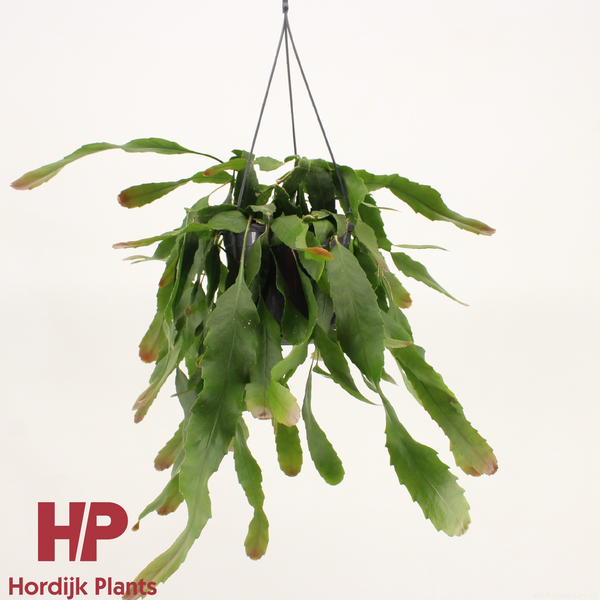 Lepismium houlletianum, D 15