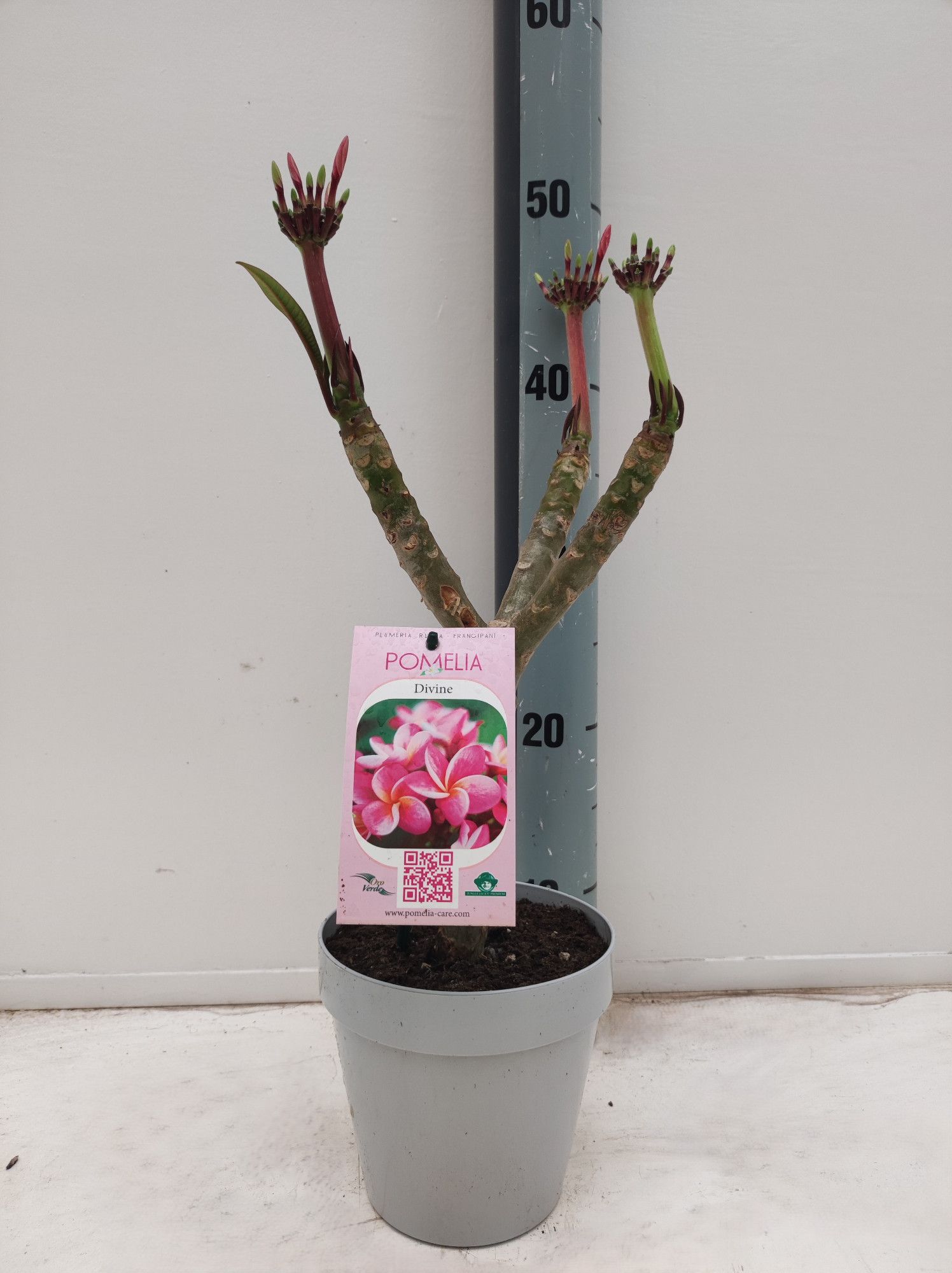 Plumeria rubra, D 15