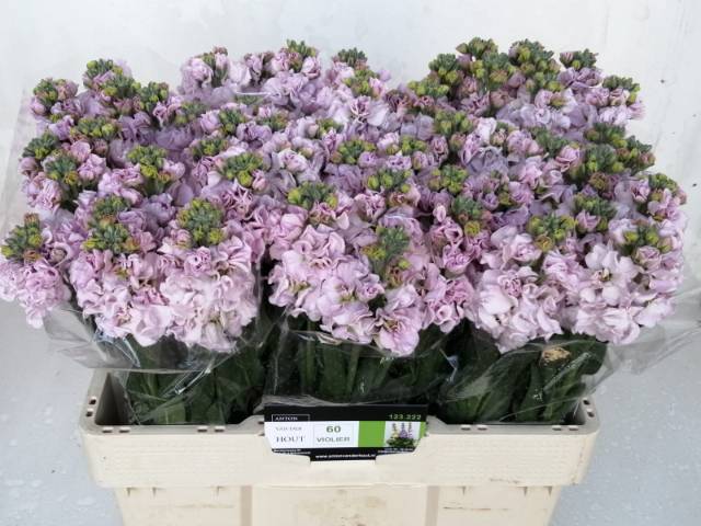 Маттиола од. Айрон Черри Блоссом 55, шт.