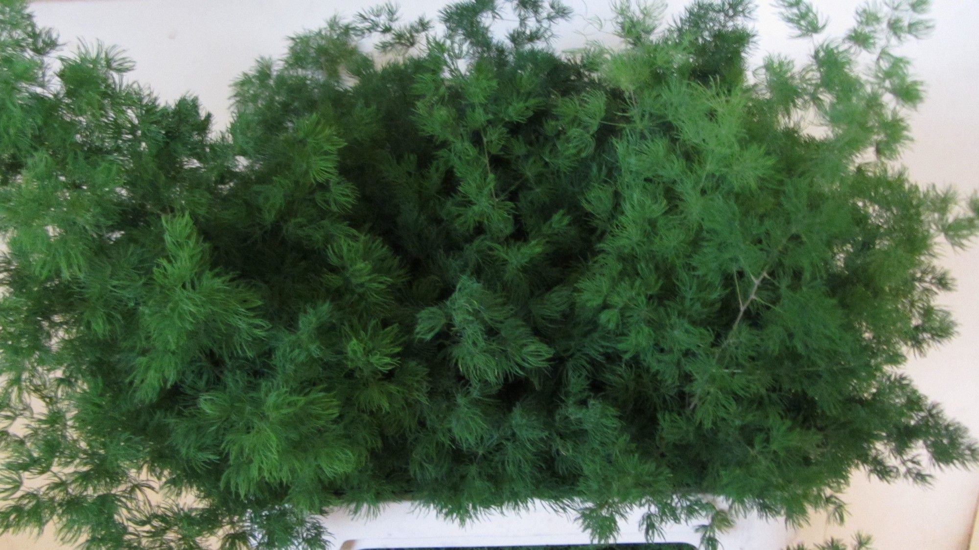 Аспарагус Умбелатус 85, шт.