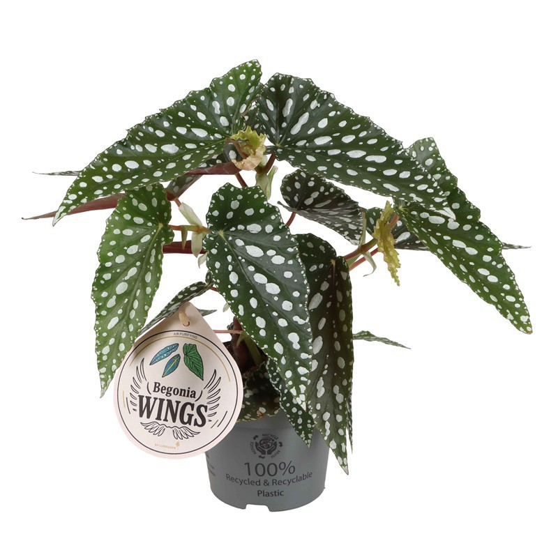 BEGONIA MACULATA 'WINGS SILVERSPOT', D 12