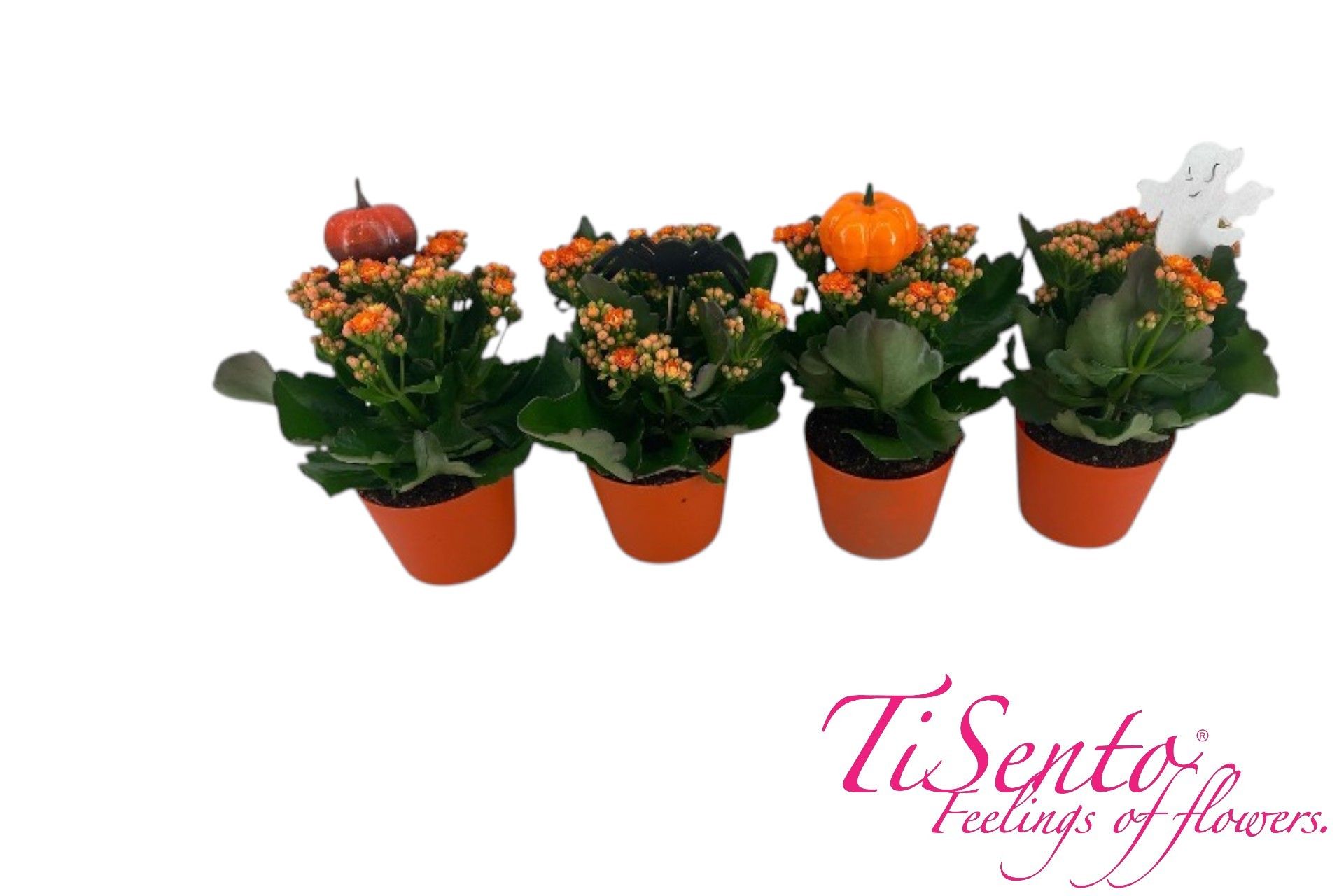 Calandiva 12 - Backerpot halloween met steker, D 13 cm
