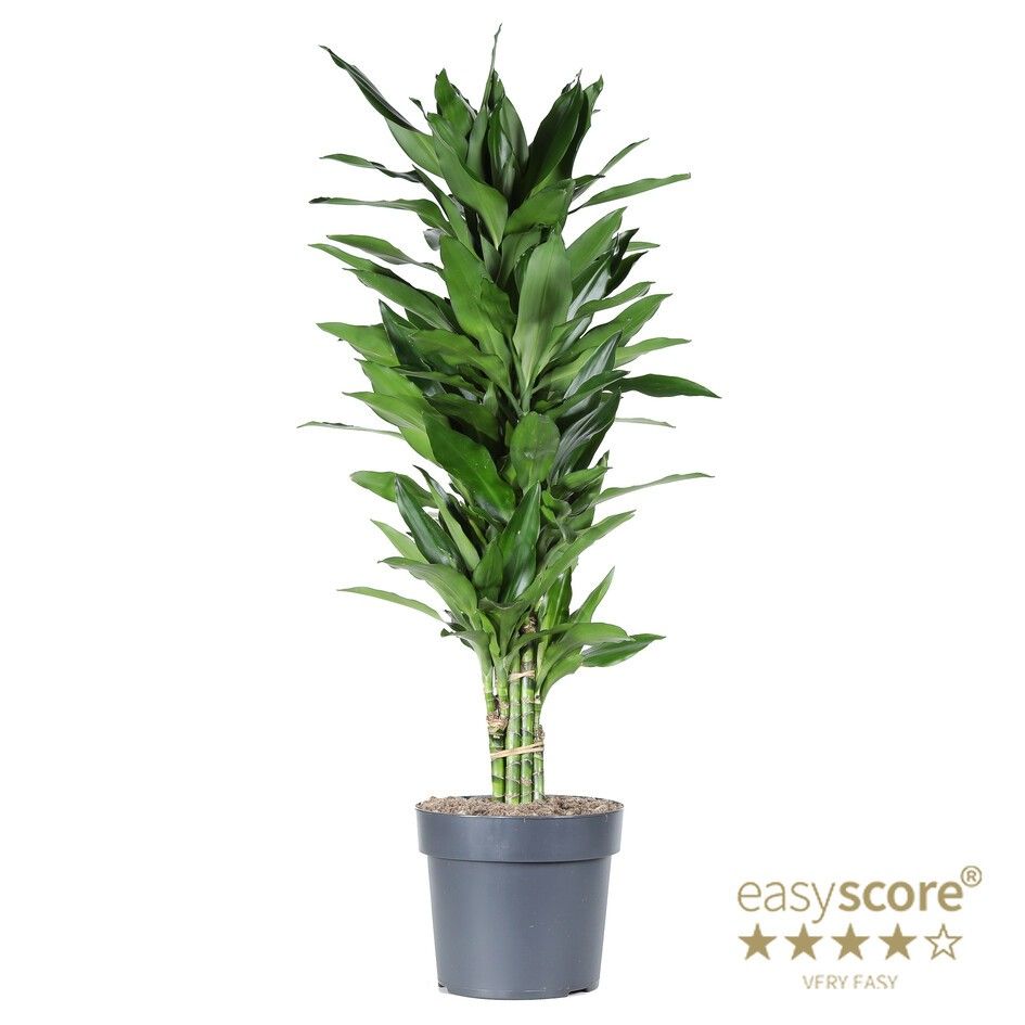 Dracaena ´Janet Lind´, D 24
